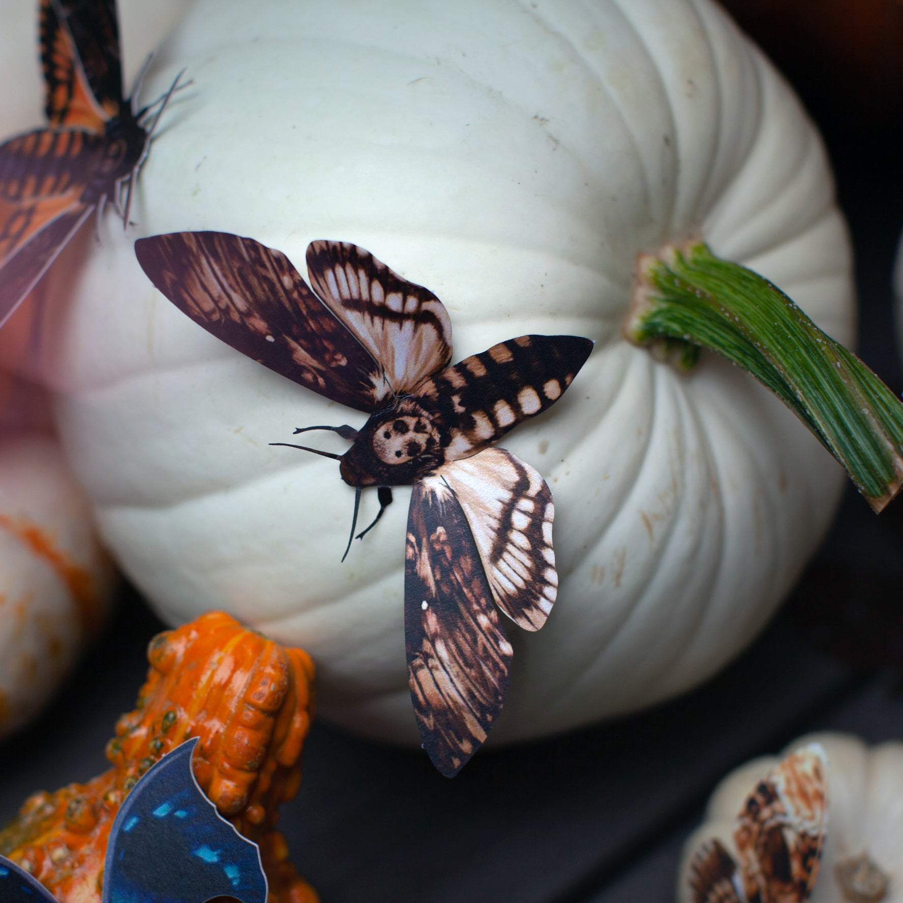 Halloween 'Owl' Moth Set Reseller Wholesale