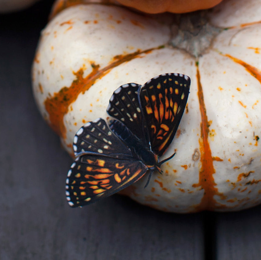 💫Halloween Collection💫 'Owl' Moth Set (Hellebore)