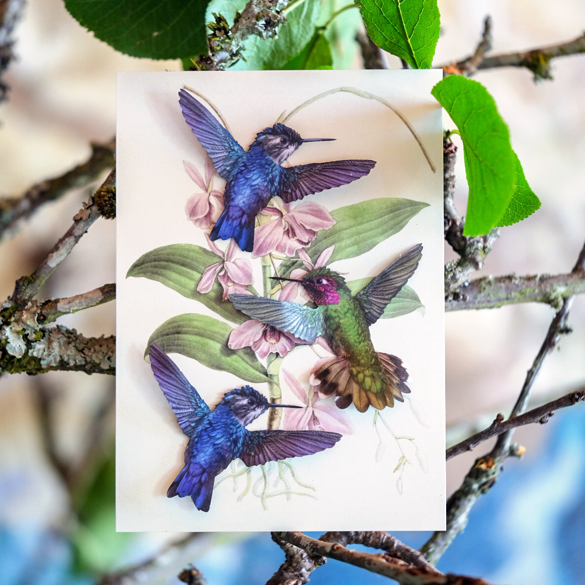 'Flutter' Hummingbird 3-Pack