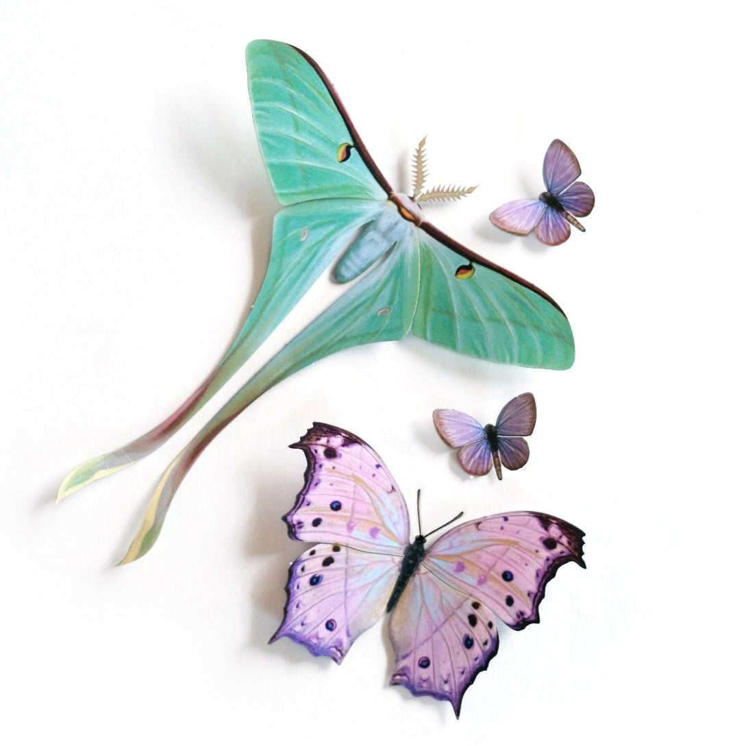 'Hyacinth' Moth Set Reseller Wholesale