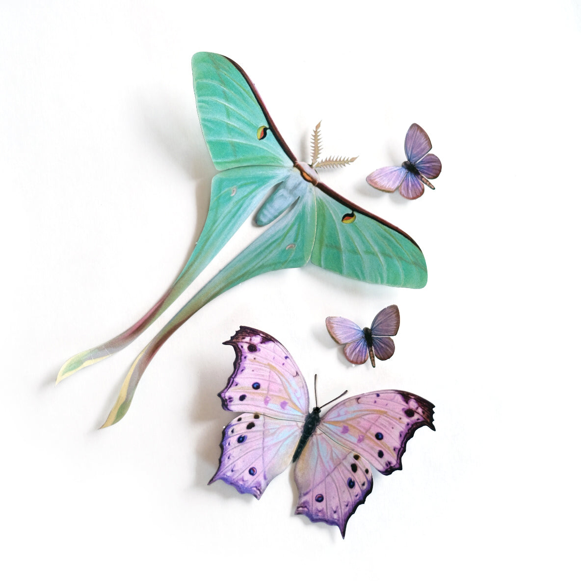 'Hyacinth' Moth Set - Artist Discount