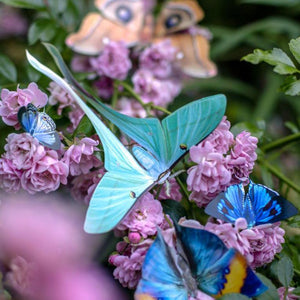 'Hyacinth' Moth Set