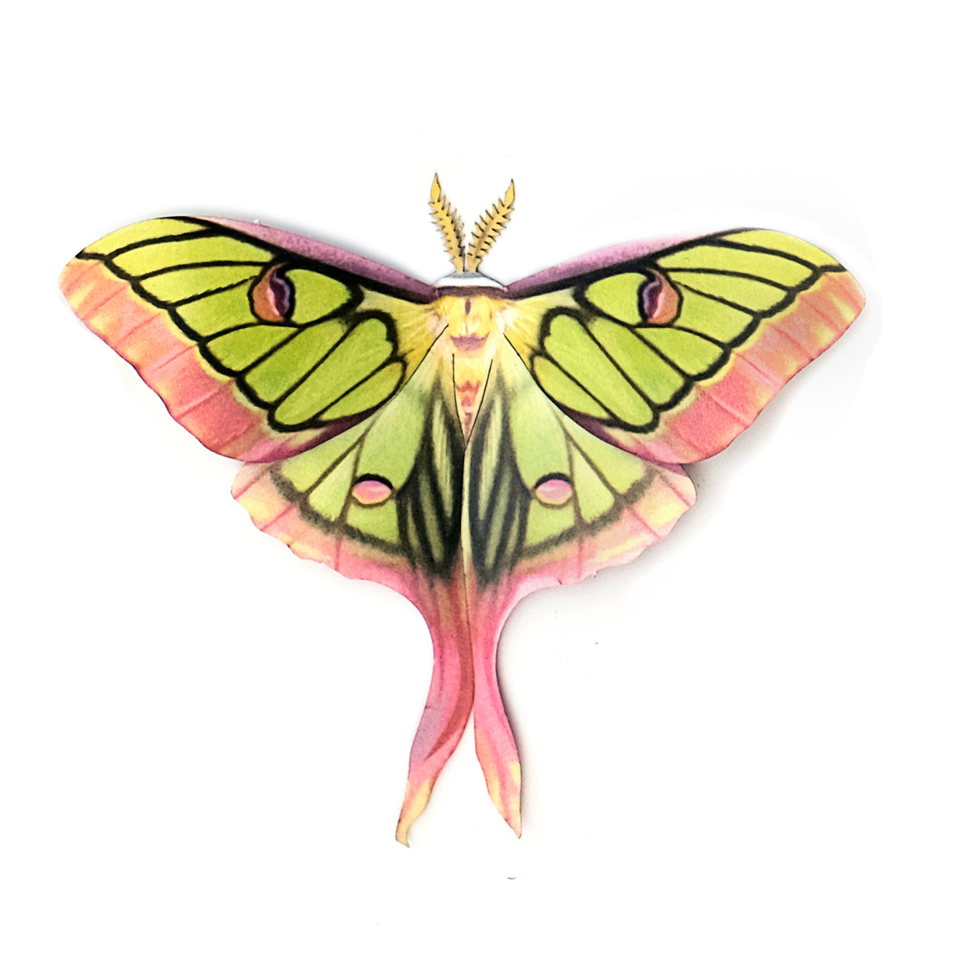 Paper Hybrid Luna Moth Moth & Myth