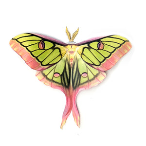 'Hybrid Luna' Moth