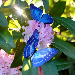 Morphos and Monarch Butterfly Set Reseller Wholesale