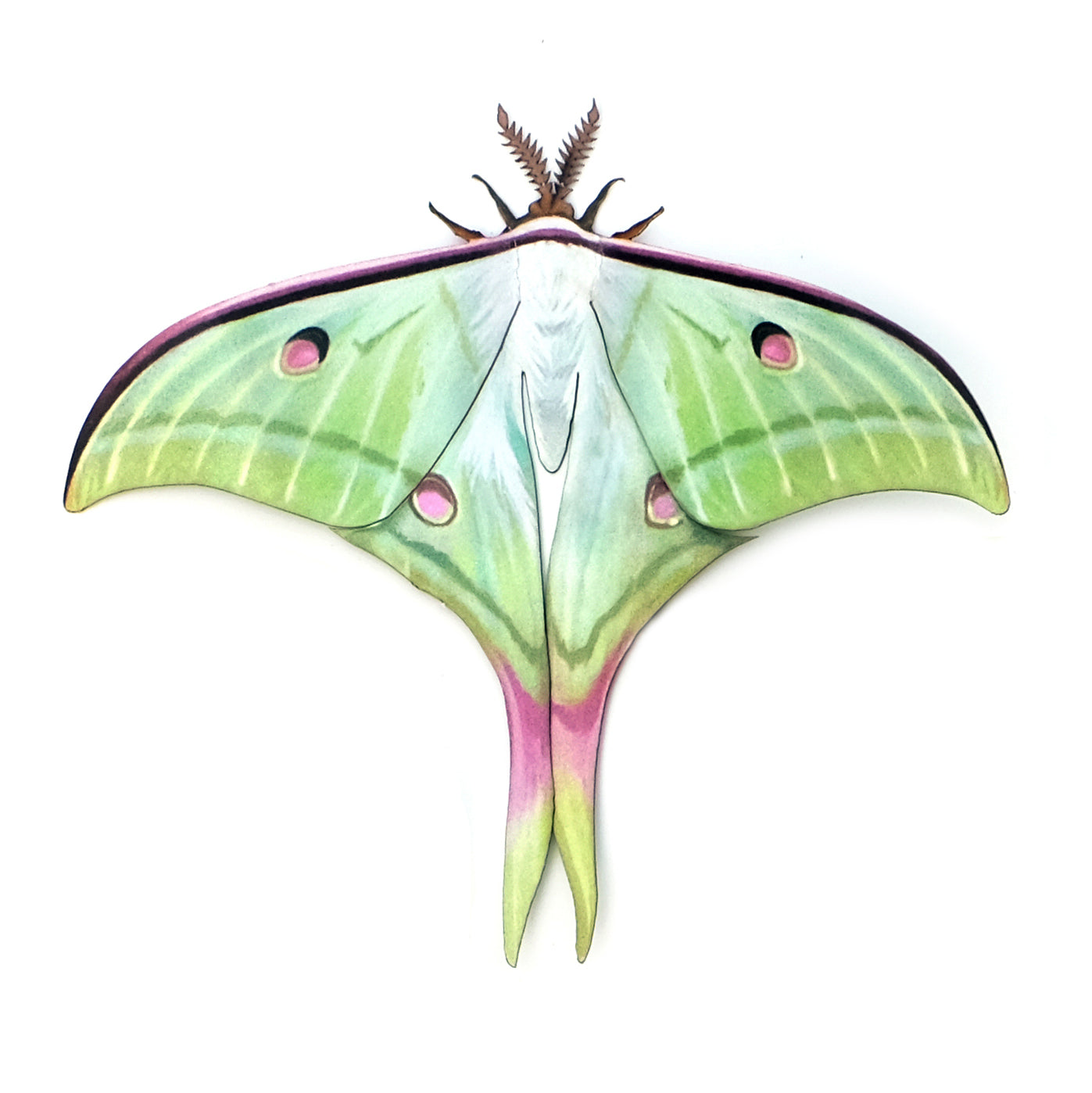 'Indian Moon' Moth
