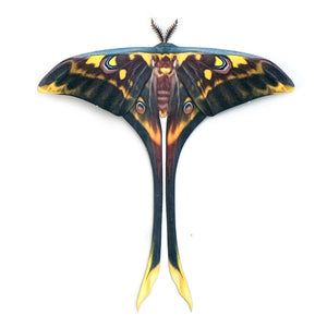 'Isis Moon' Moth