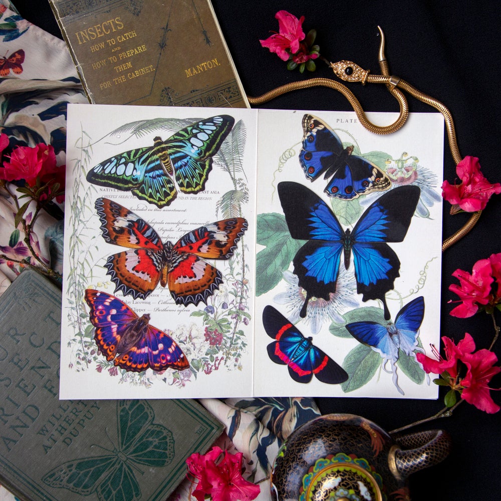 The Butterfly Collection 2 "Jewels of the East"