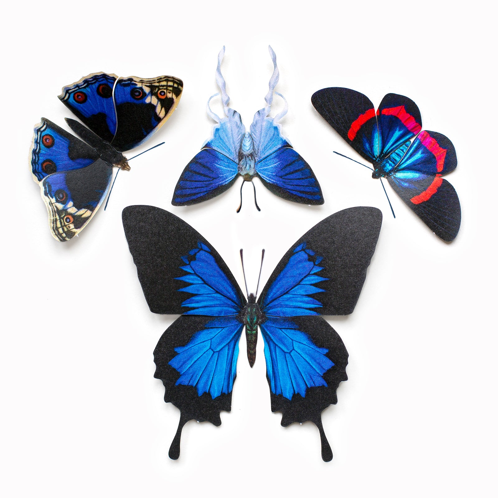 'IOLITE' Butterfly Set - Artist Discount