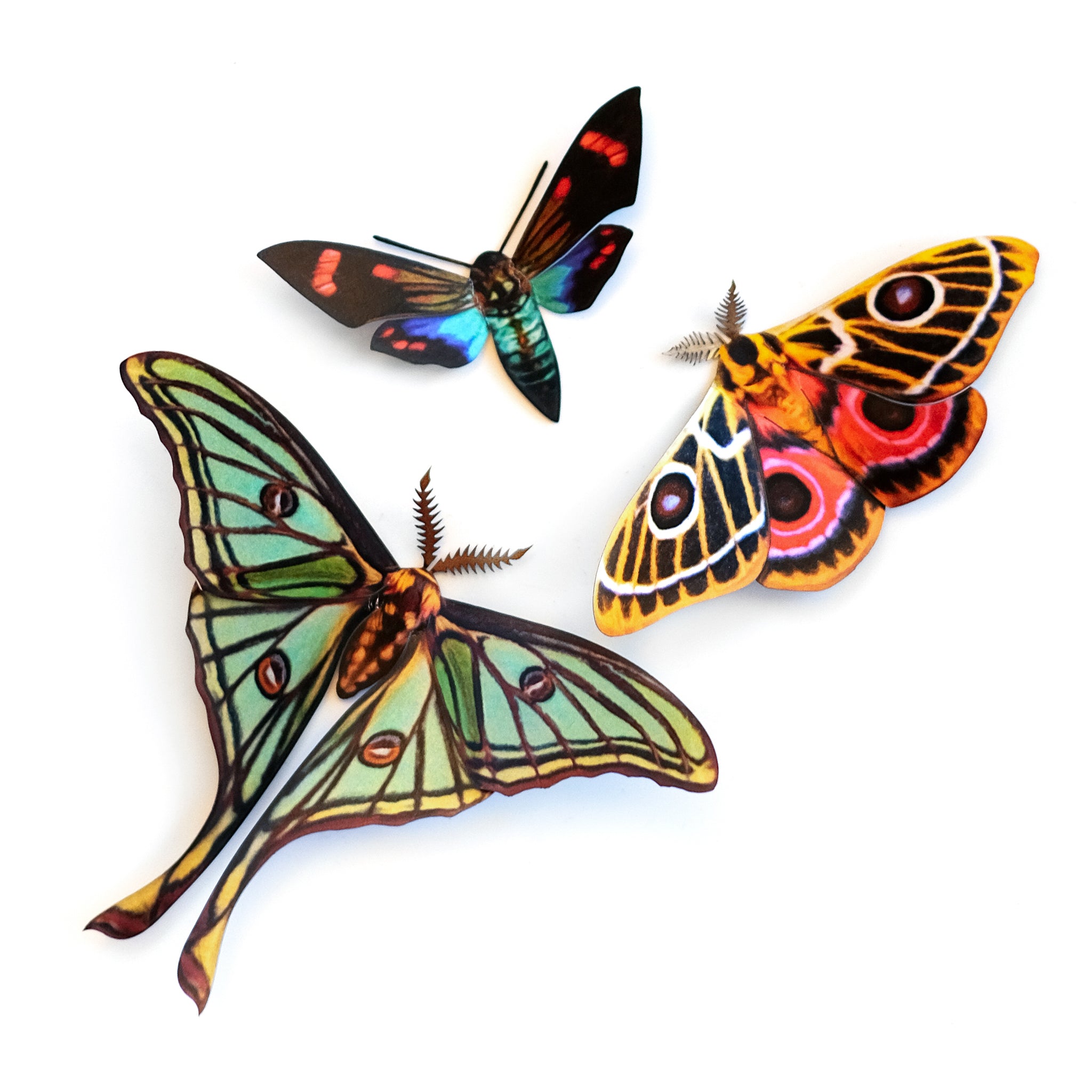Bot Moth Spanish Moon Moth