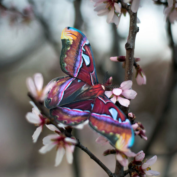 Paper Alt-Color Atlas Moth - Moth & Myth