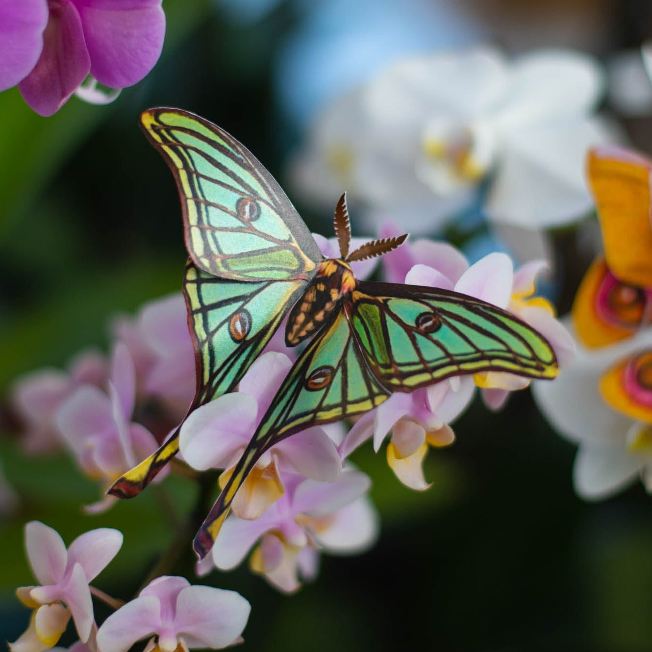 Spanish Moon Math Paper Spanish Moon Moth - Moth & Myth