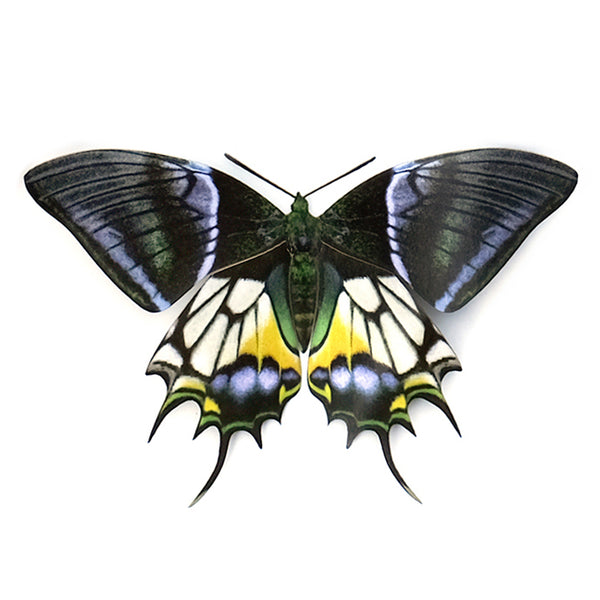 Paper Kaiser-i-Hind Butterfly - Moth & Myth