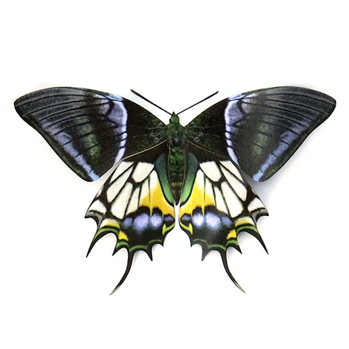 Paper Kaiser-i-Hind Butterfly - Moth & Myth