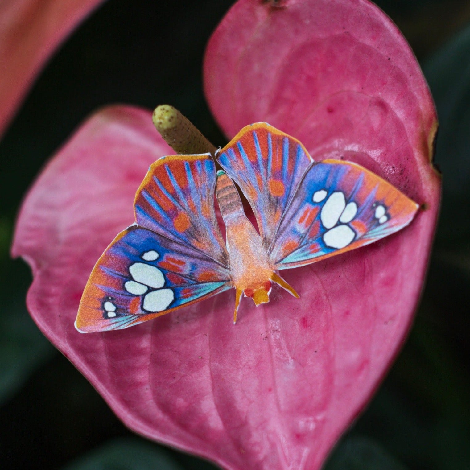 'Rare Red-Eyed Flat' Butterfly