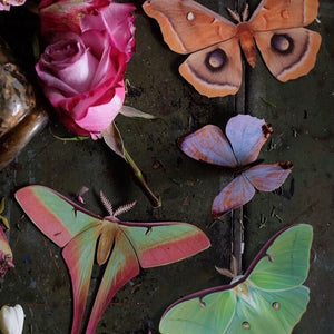 'Pearl Morpho' Butterfly