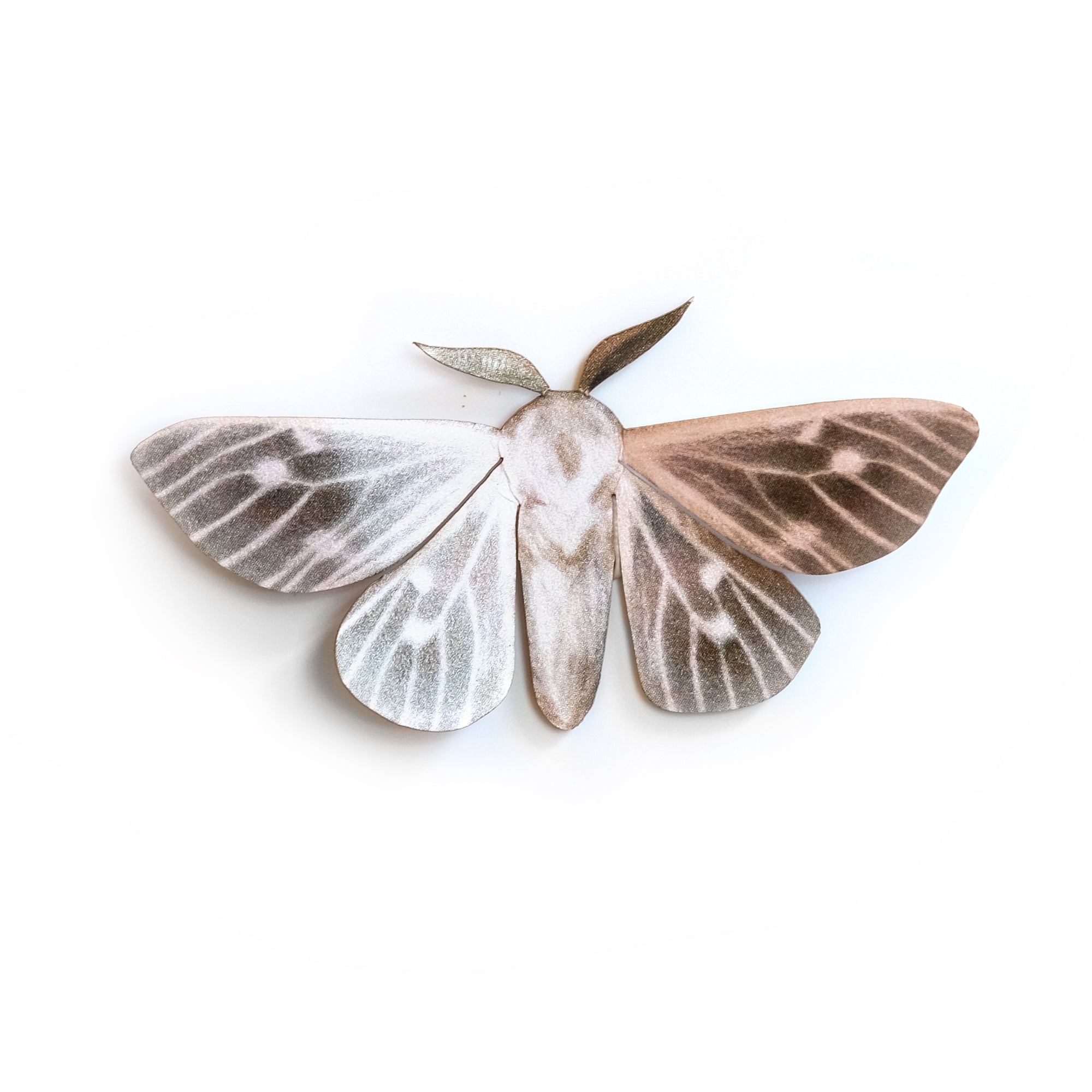 'Laced-wing' moth