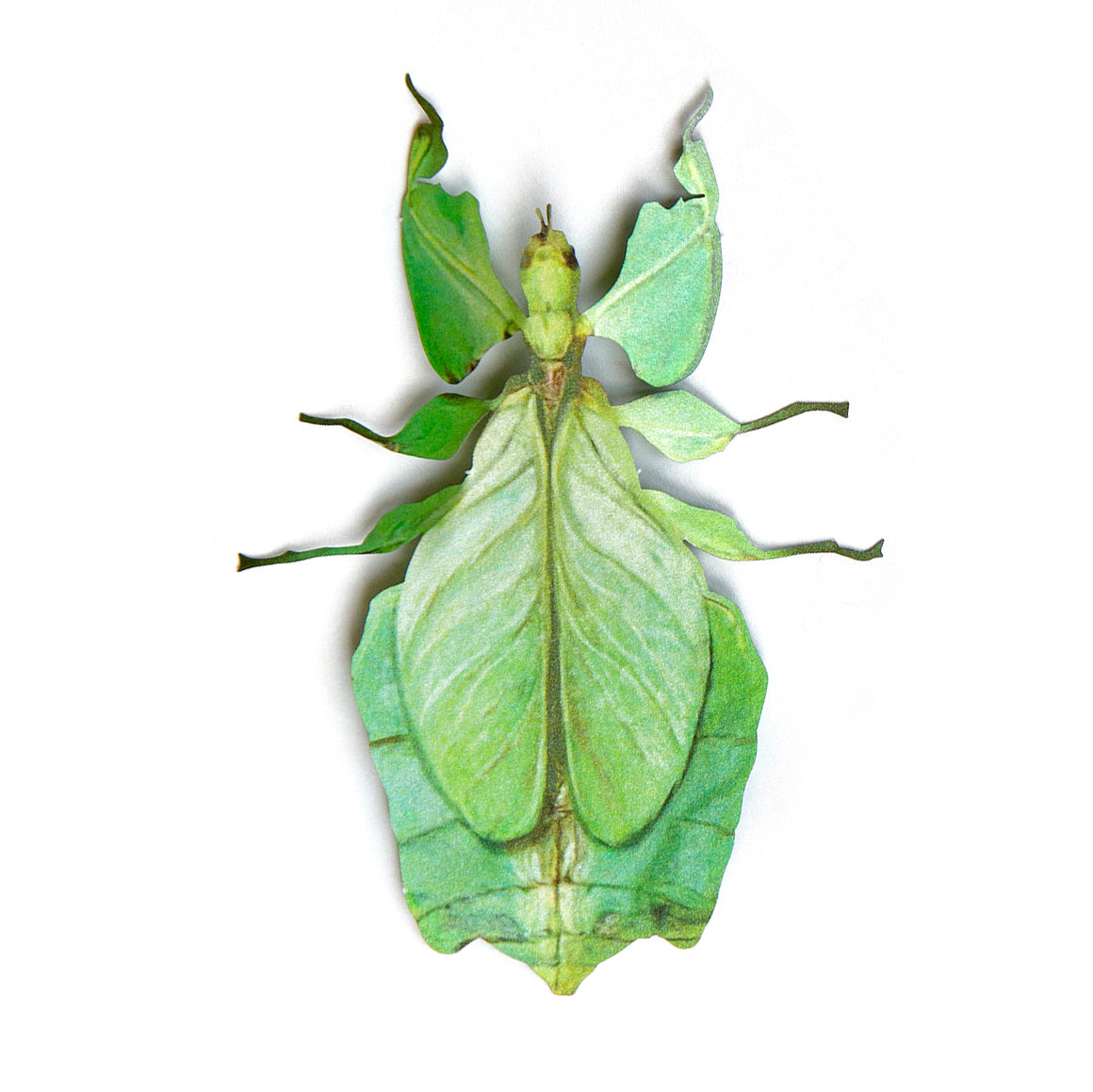 Paper Leaf Insect 🍃 - Moth & Myth