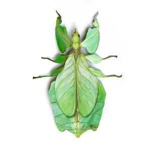 'Leaf' Insect 🍃