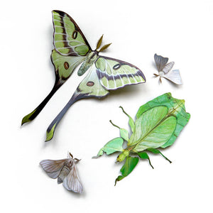 ‘Leaf’ Besanti Moth and Leaf Insect Set Reseller Wholesale