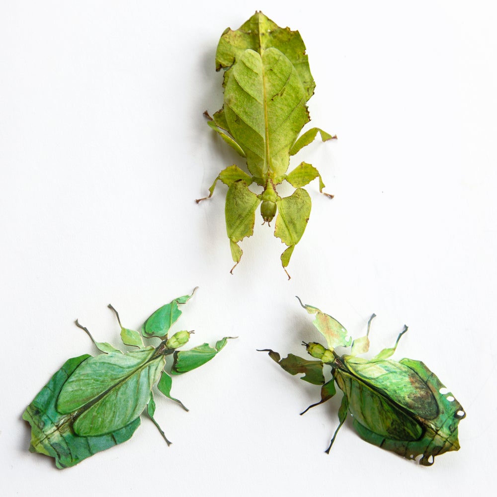 Paper Rare Besanti Moth and Leaf Insect Set - Moth & Myth
