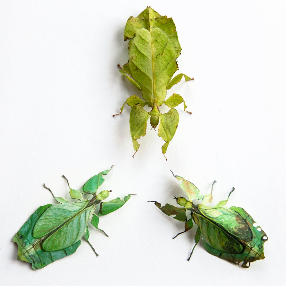 ‘Leaf’ Besanti Moth and Leaf Insect Set - Artist Discount
