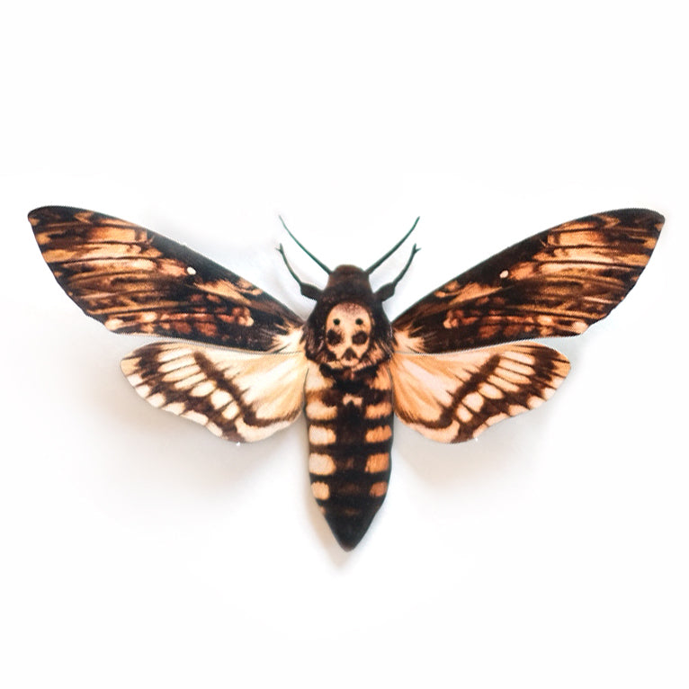Lesser Hawk Moth Paper Lesser Death’s-Head Hawkmoth - Moth & Myth