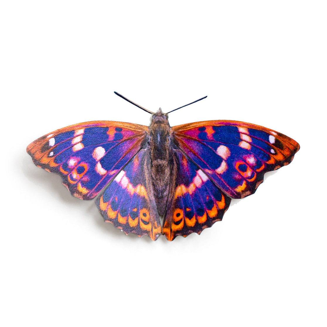 'Lesser Purple Emperor' Butterfly