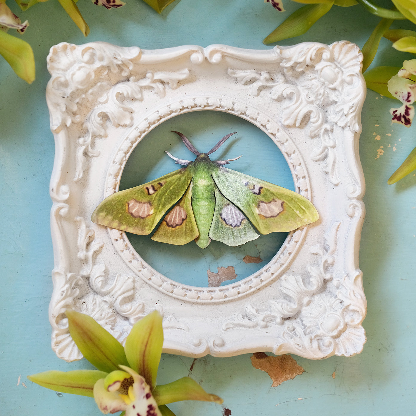 'Limelight' Moth Set Artist Wholesale