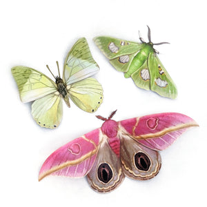 'Limelight' Moth Set Reseller Wholesale