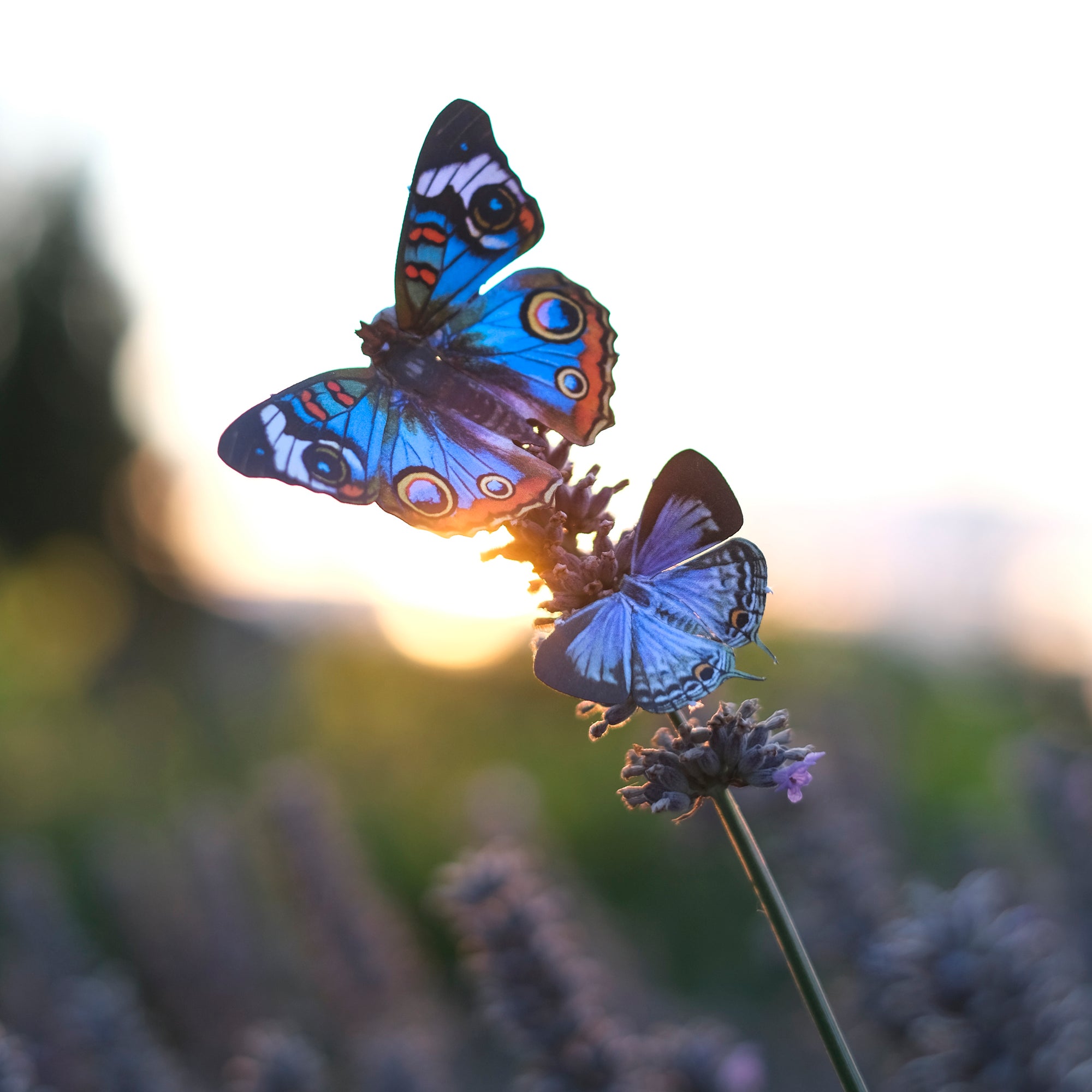 'Forget-me-not' Butterfly