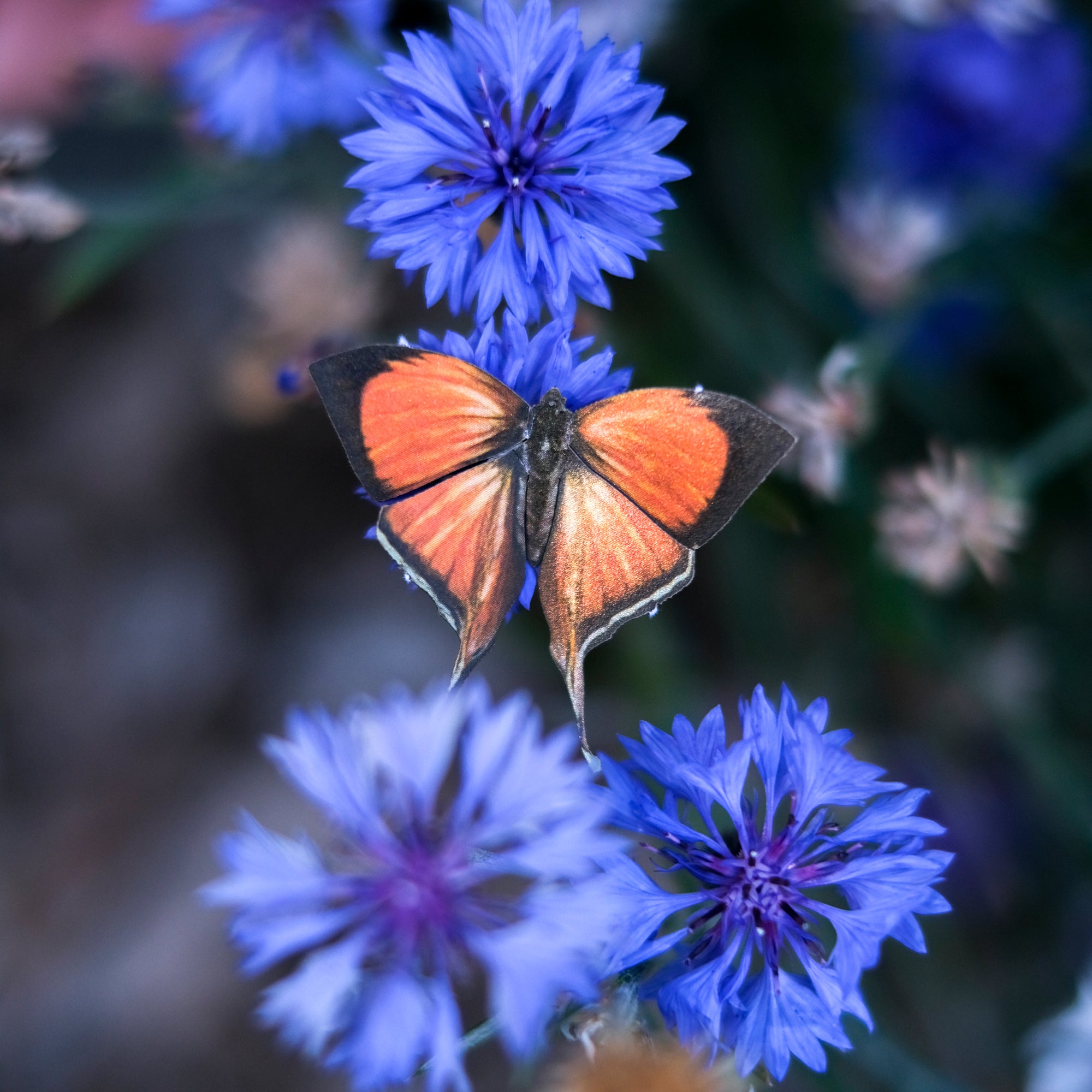 'Sahyadri Yamfly' Butterfly