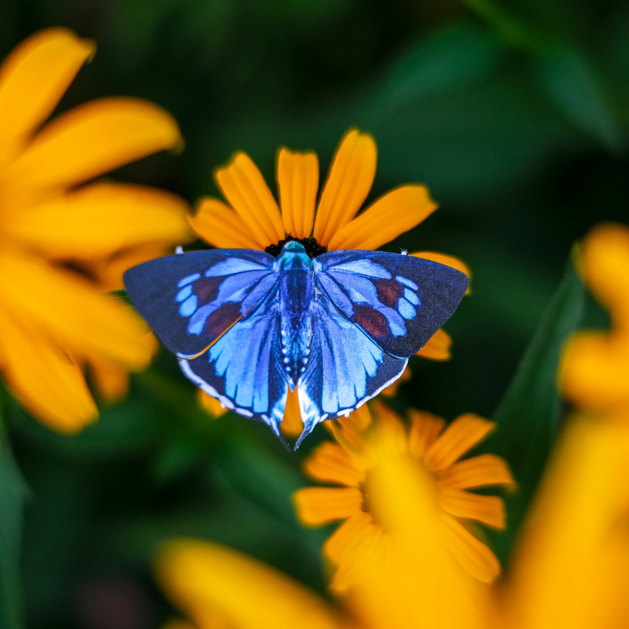'Bi-spot Royal' Butterfly