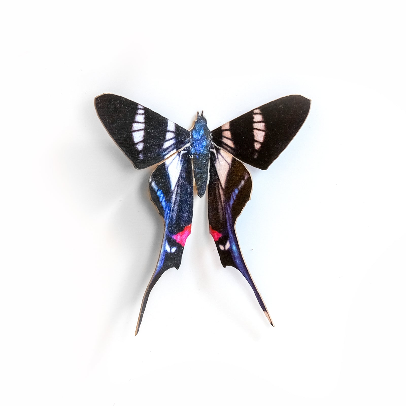 'Long-Tailed Metalmark' Butterfly