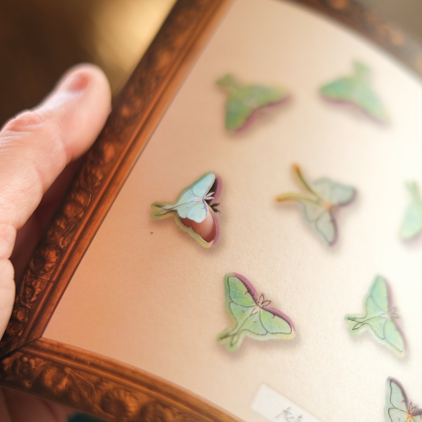 'Snowmoon' Micro Luna Moth Collection - Artist Discount
