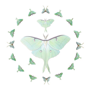 'Snowmoon' Micro Luna Moth Collection Reseller Wholesale