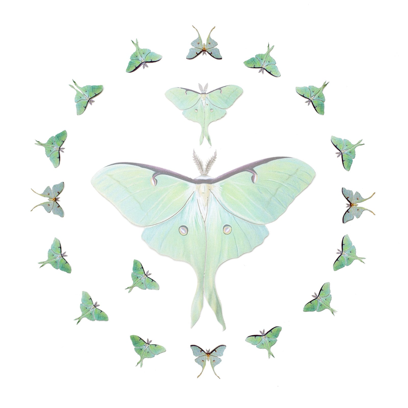 'Snowmoon' Micro Luna Moth Collection - Artist Discount