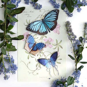 'Lupine' Butterfly Set