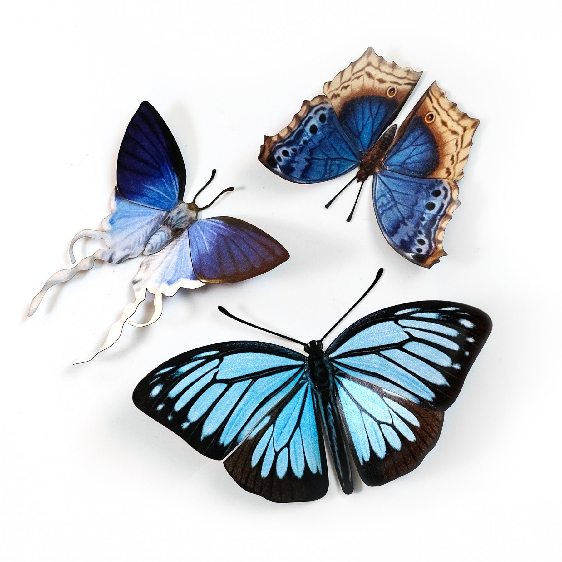 Individual Butterfly Sets - Moth & Myth