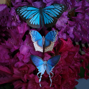 'Lupine' Butterfly Set - Artist Discount