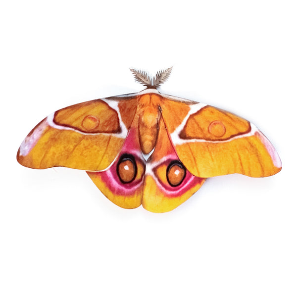 Paper Madagascan Bullseye Silk Moth - Moth & Myth