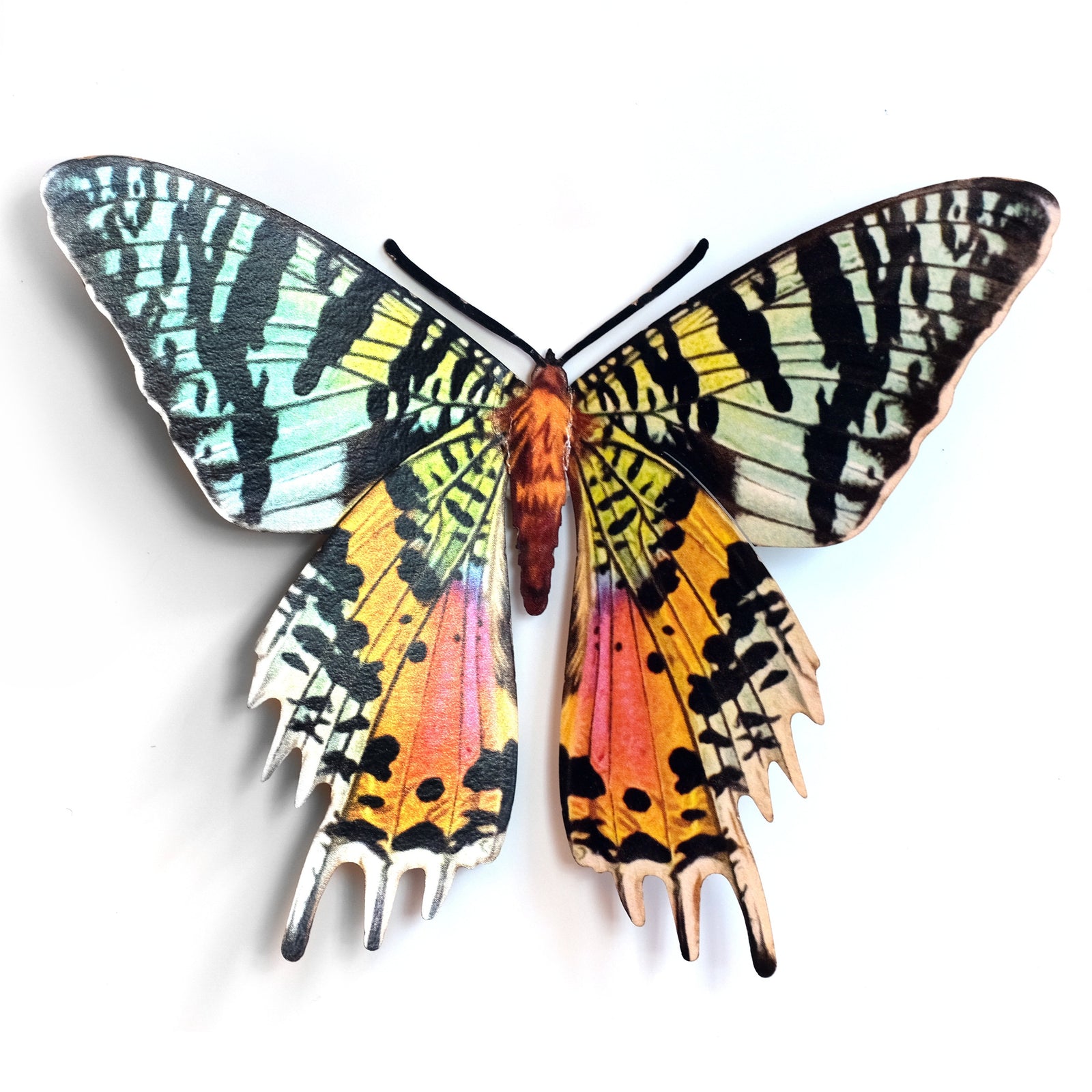 'Madagascan Sunset' Moth