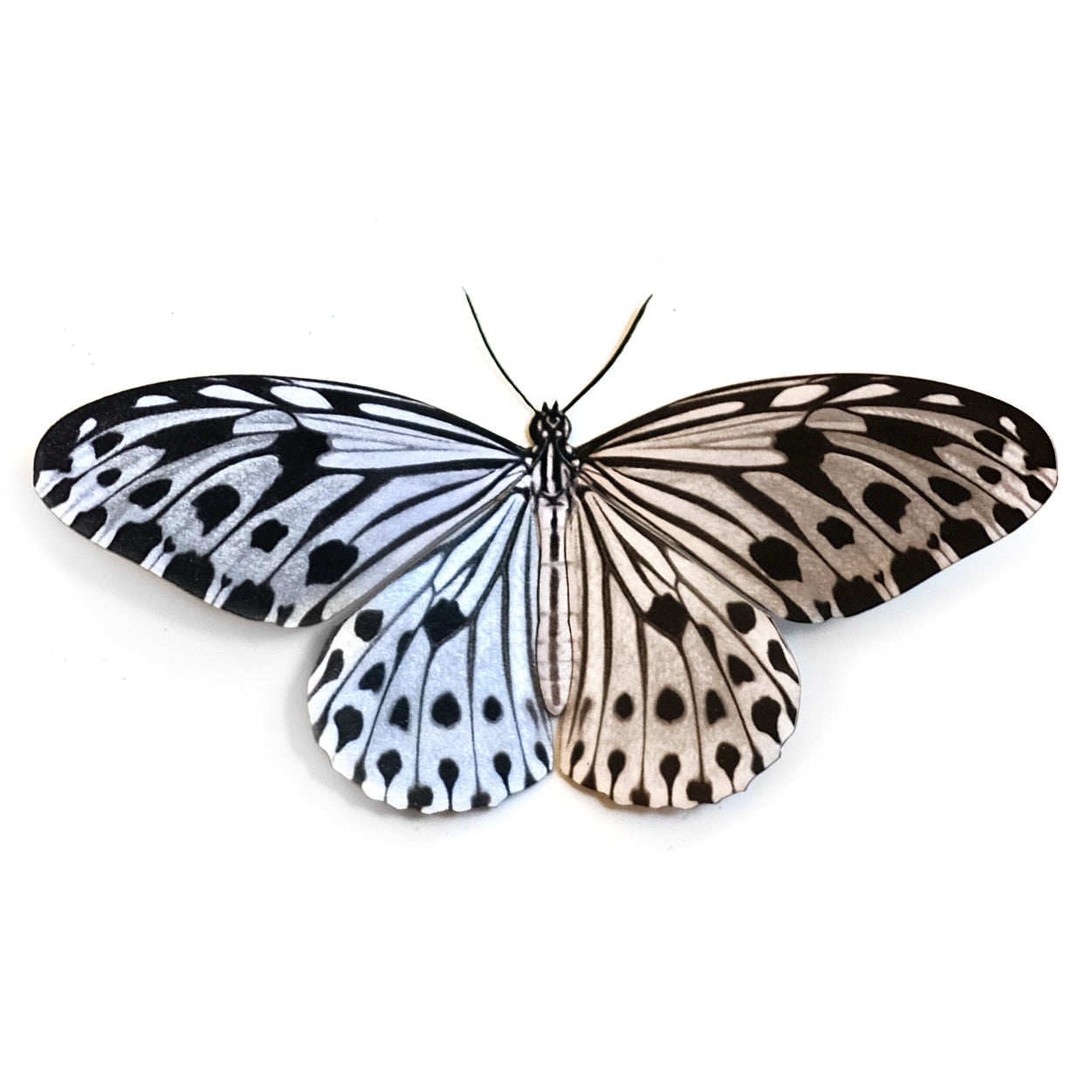 'Malabar Tree Nymph' Butterfly