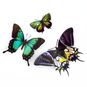 'Malachite' Butterfly Set - Artist Discount