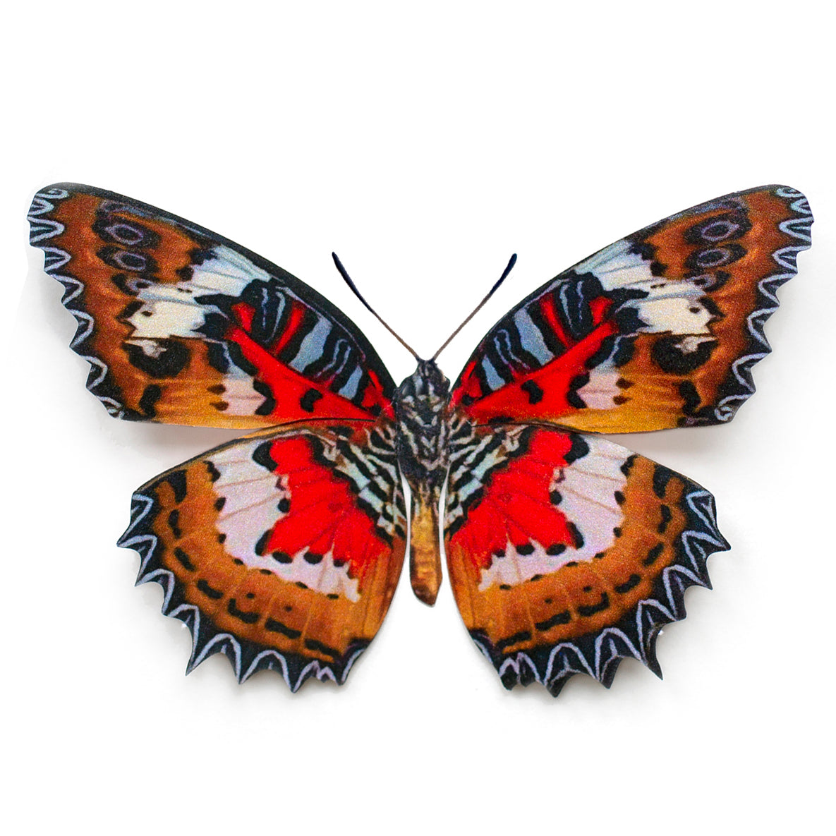 'Malay Lacewing' Butterfly