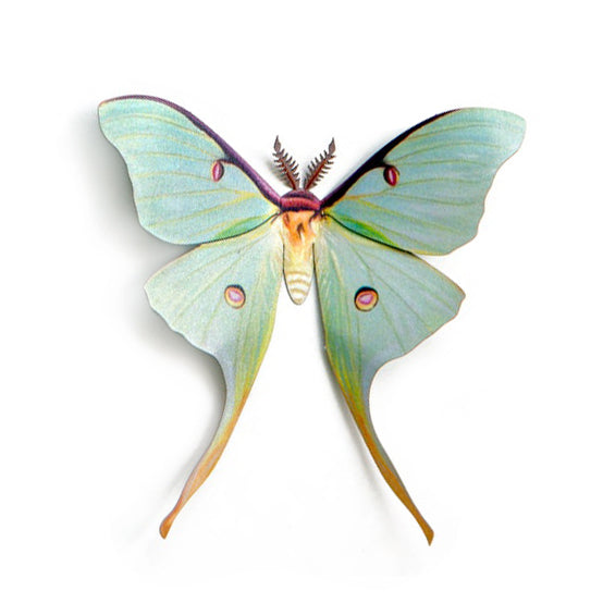 'Male Luna' Moth