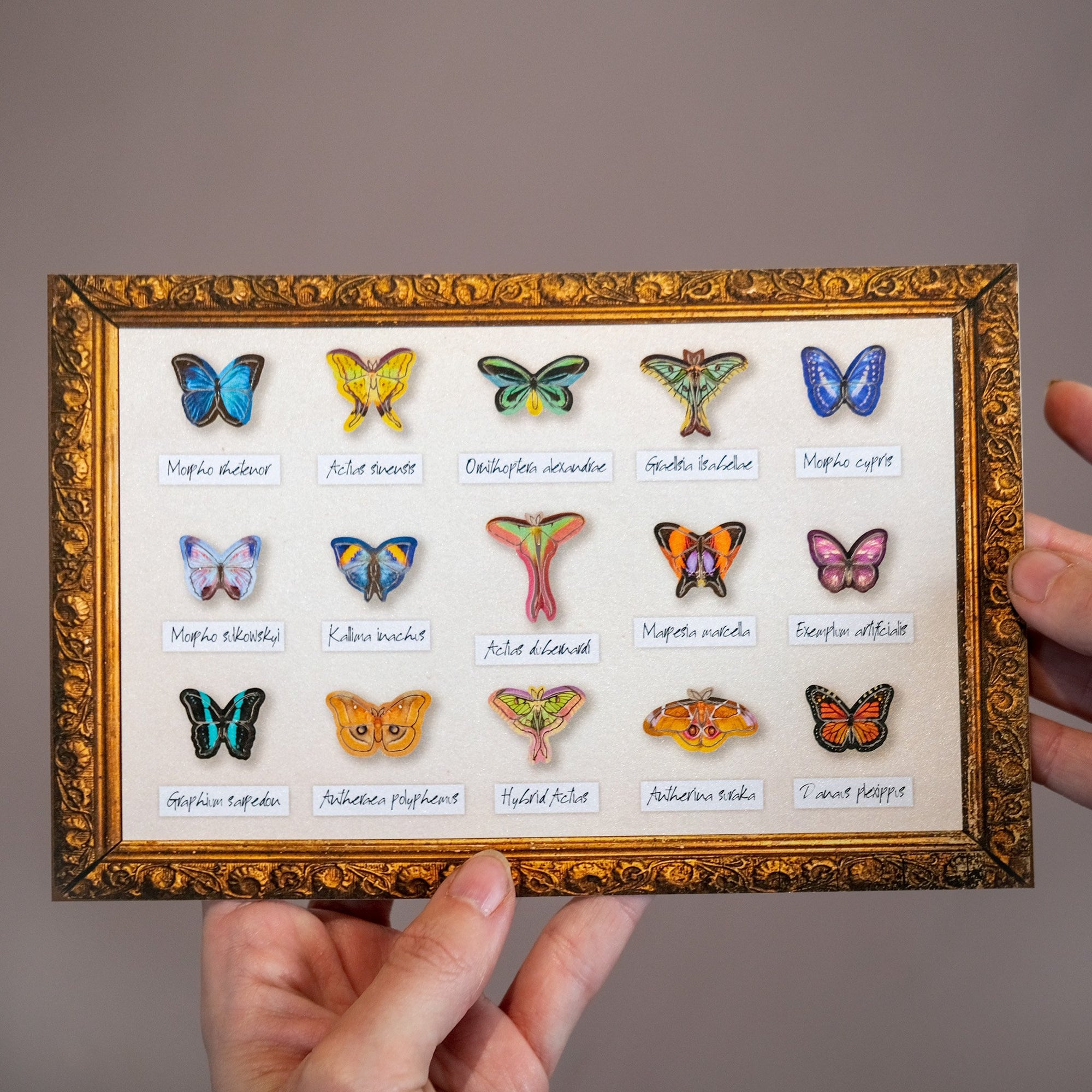 ’Tulip' Micro Moth & Butterfly Collection Artist Wholesale