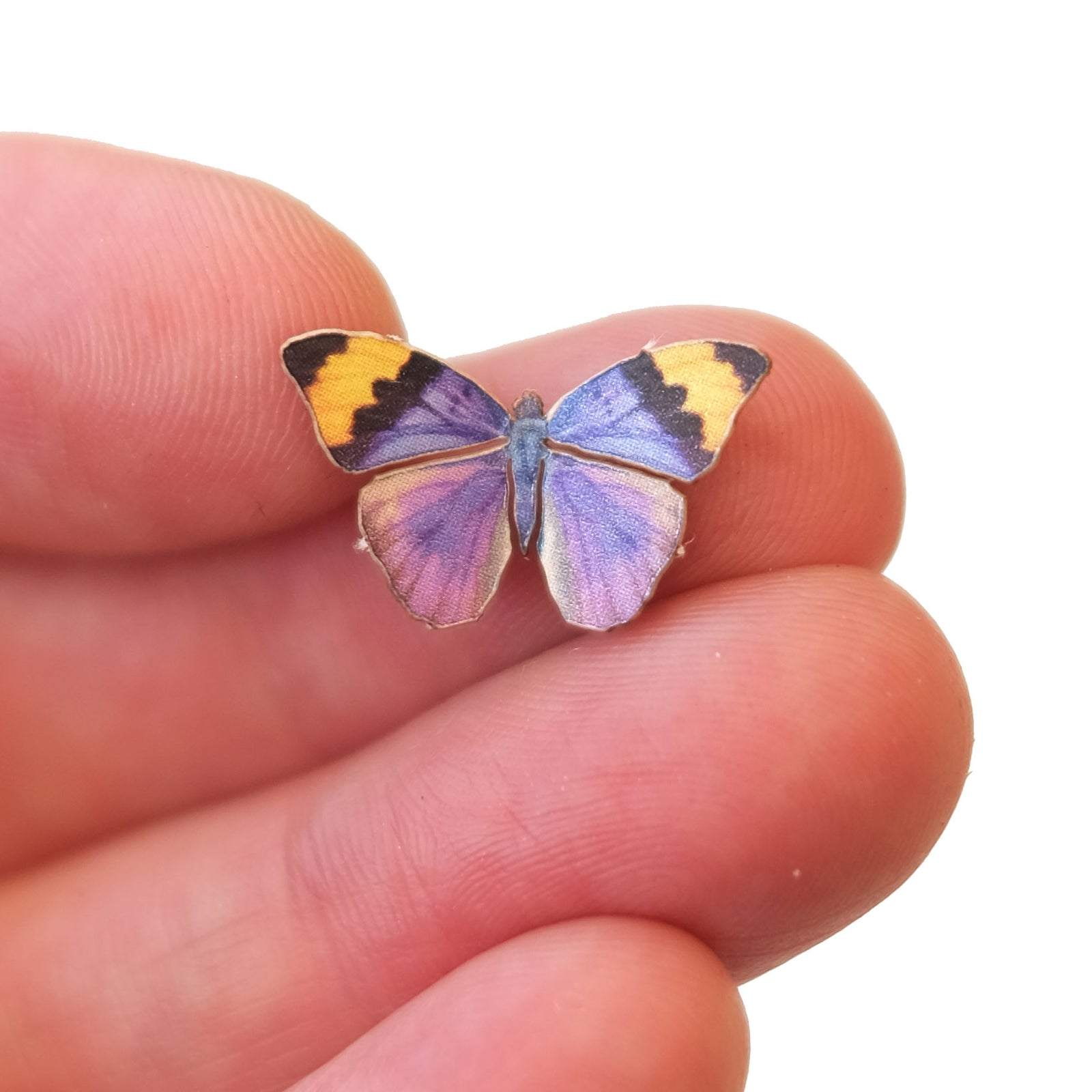 'Micro Gold Banded Forester' Butterfly