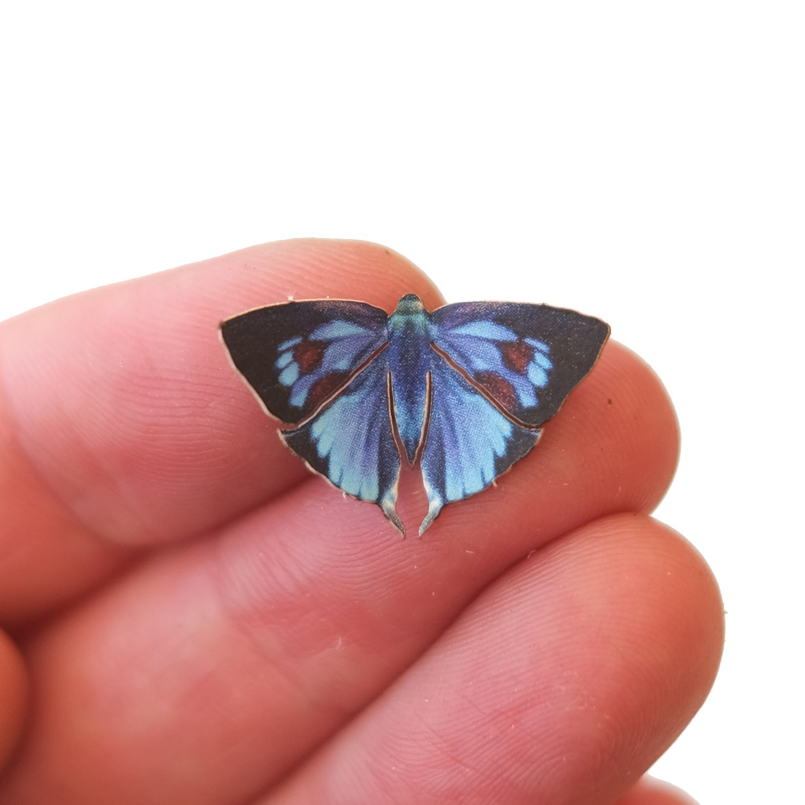 'Micro Bi-spot Royal' Butterfly