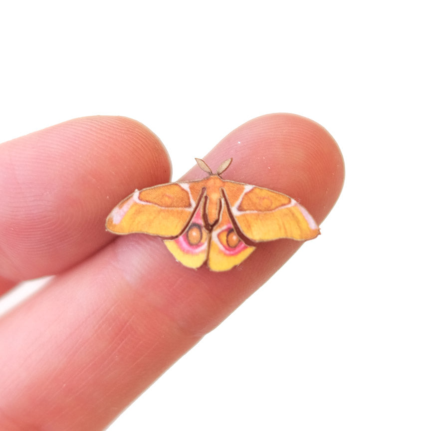 'Micro Madagascan Bullseye' Moth